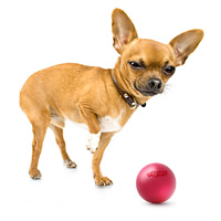 Разработка интернет-представительства производителя товаров для животных