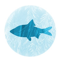 Разработка сайта для поставщика свежезамороженных продуктов питания